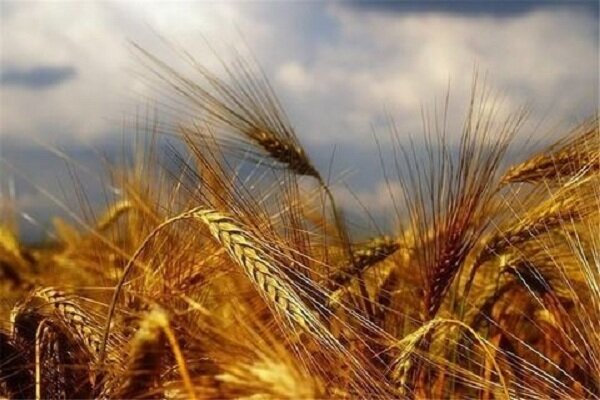 کمبود بذر گندم در بخش ارم و فرصتی که دارد از دست کشاورزان می‌رود