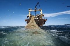 توقیف صید تروال به مدت دو سال قطعی شد