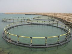 تولید دو هزار تن ماهی در قفس در استان بوشهر در سال ۱۴۰۰