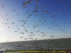 تصاویری زیبای مرغ های دریایی بوشهر