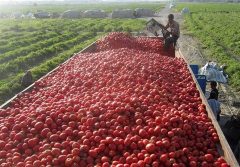 خرید توافقی گوجه فرنگی از کشاورزان استان بوشهر آغاز شد